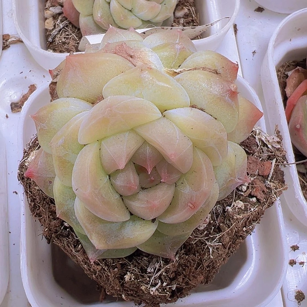 双头冰沙珍妮19包邮