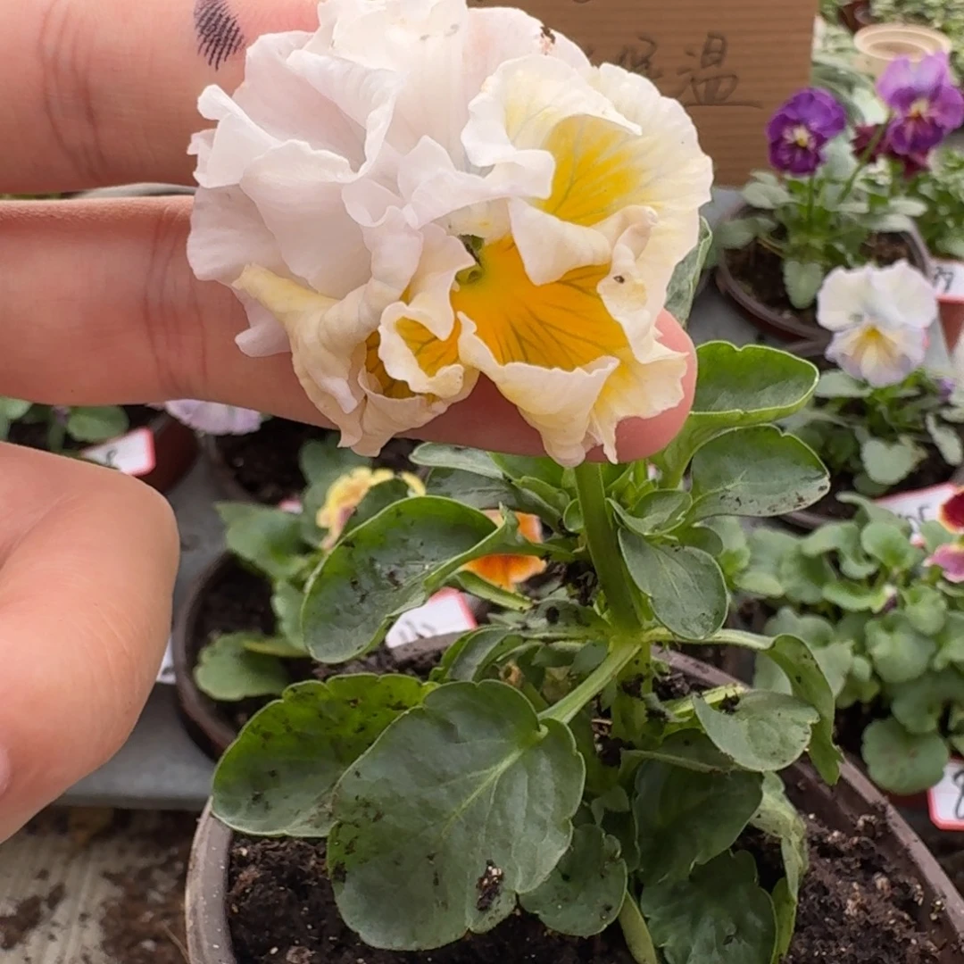 大部分花苞少量开放165