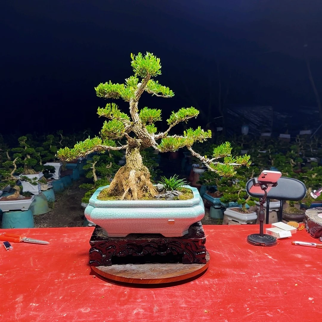 无花朵广东皱皮雀舌黄杨盆景