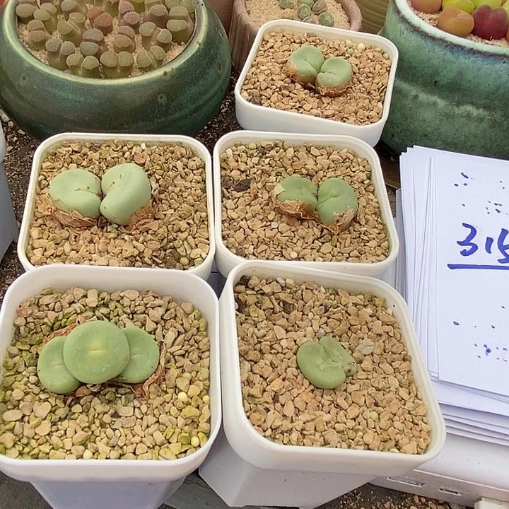 31561双头dows一颗