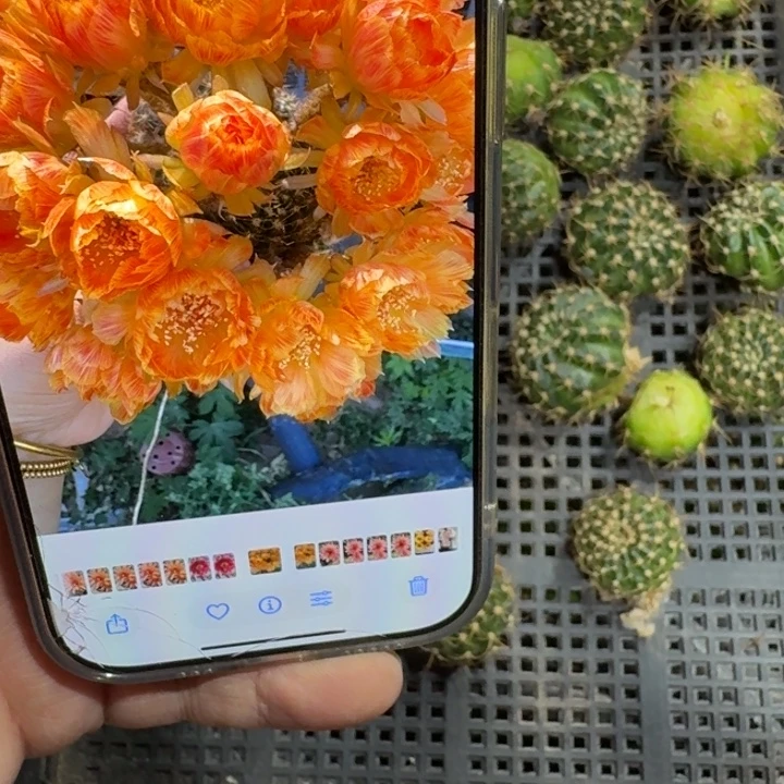 239丽68歪无根侧牙3公分左右,20包邮