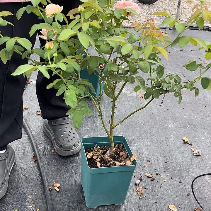 玫瑰半岛雪媚娘109