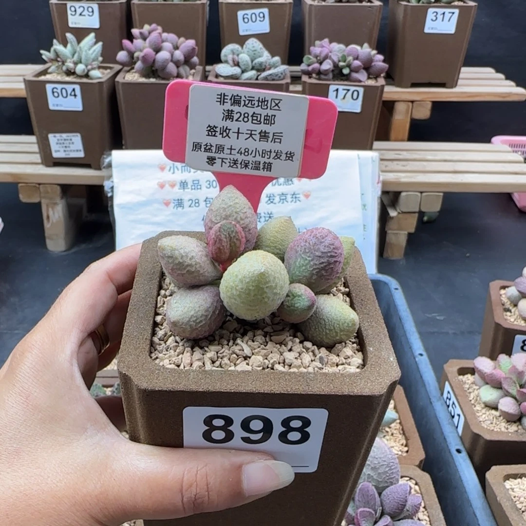 898金桔多肉的植物