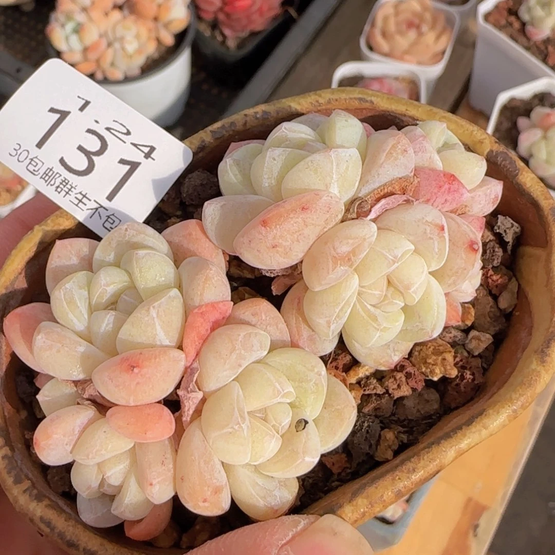 四头白体冰玉两颗