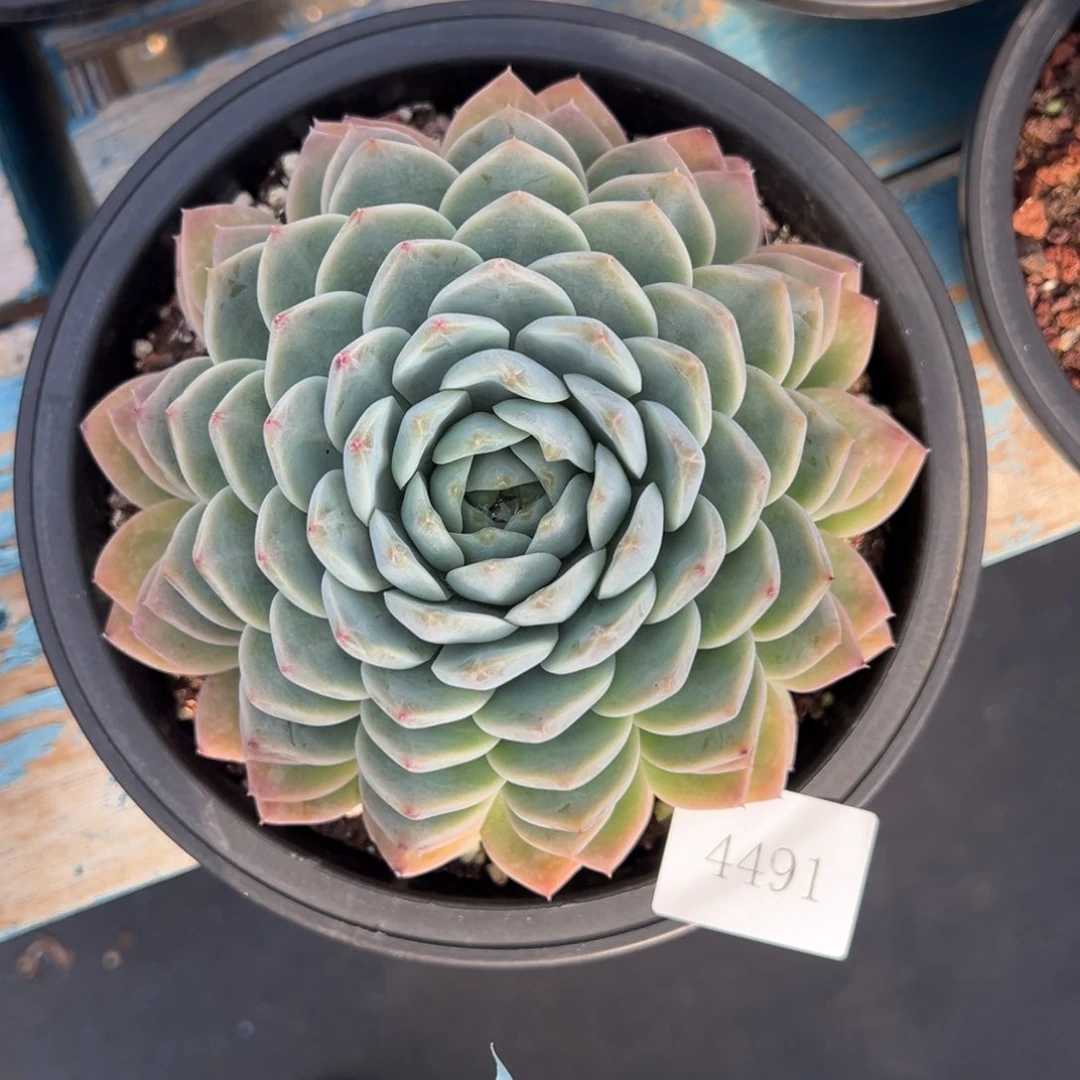 意****发4491肉肉肉肉肉肉