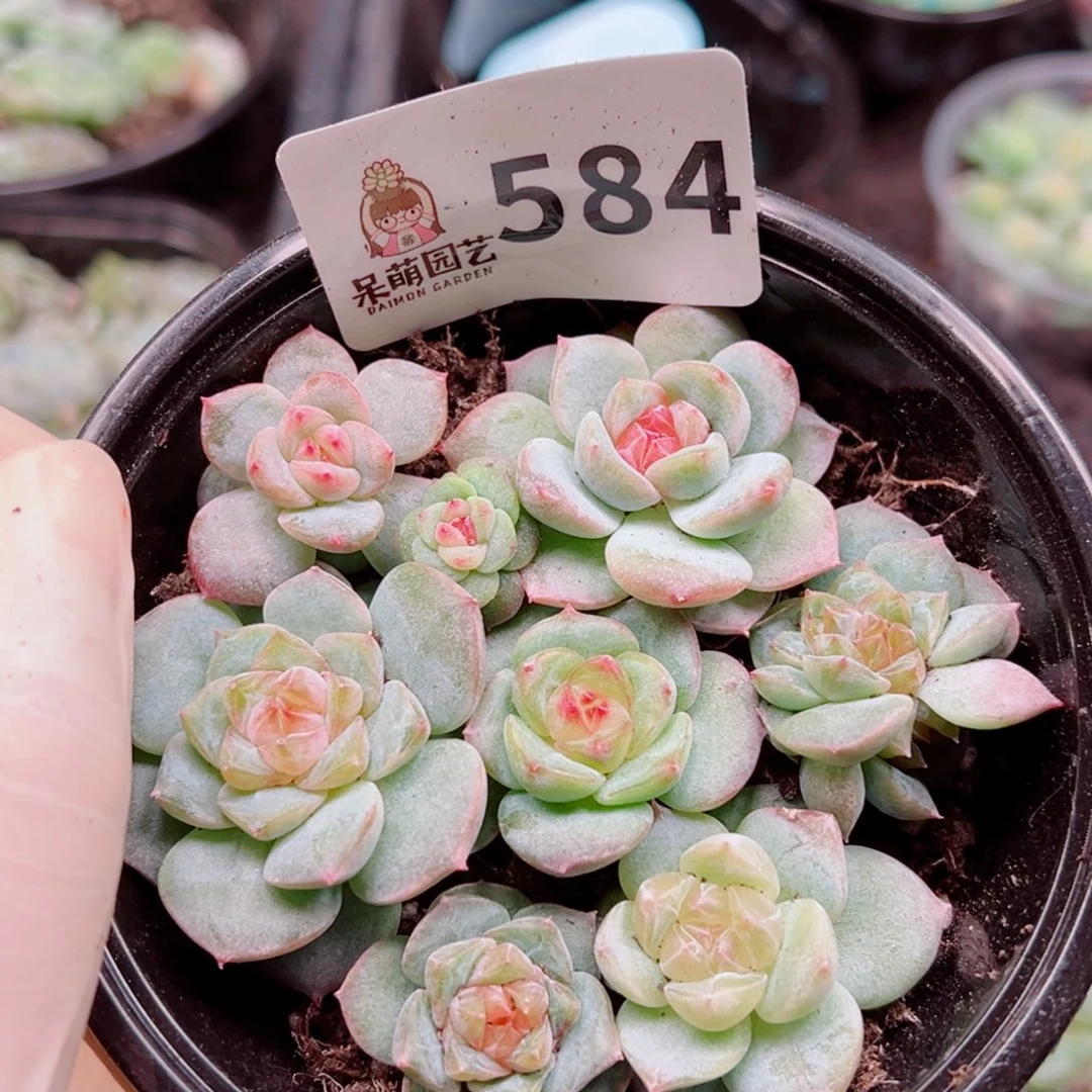 多肉植物多肉植物