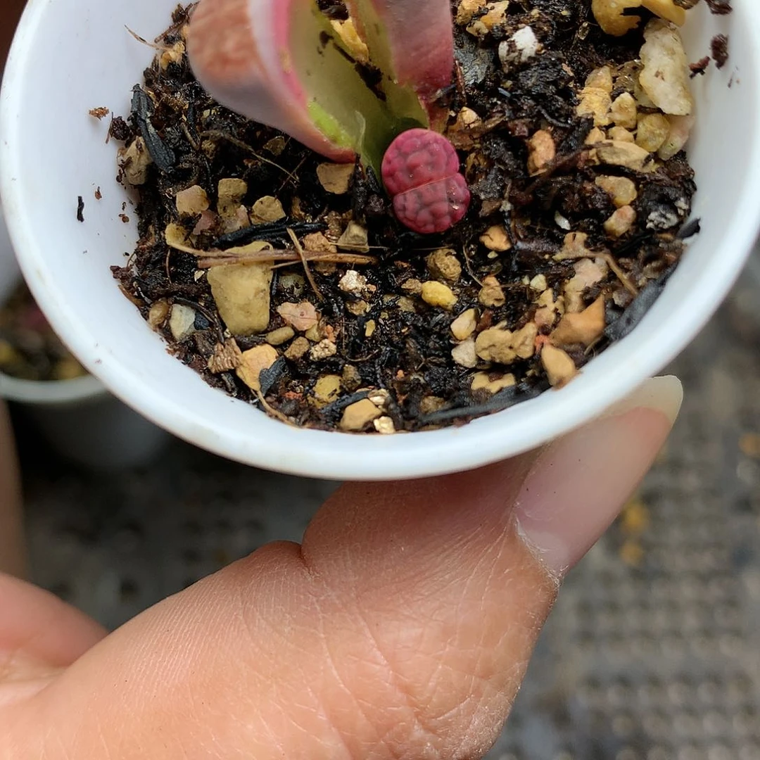 G344多肉植物保护