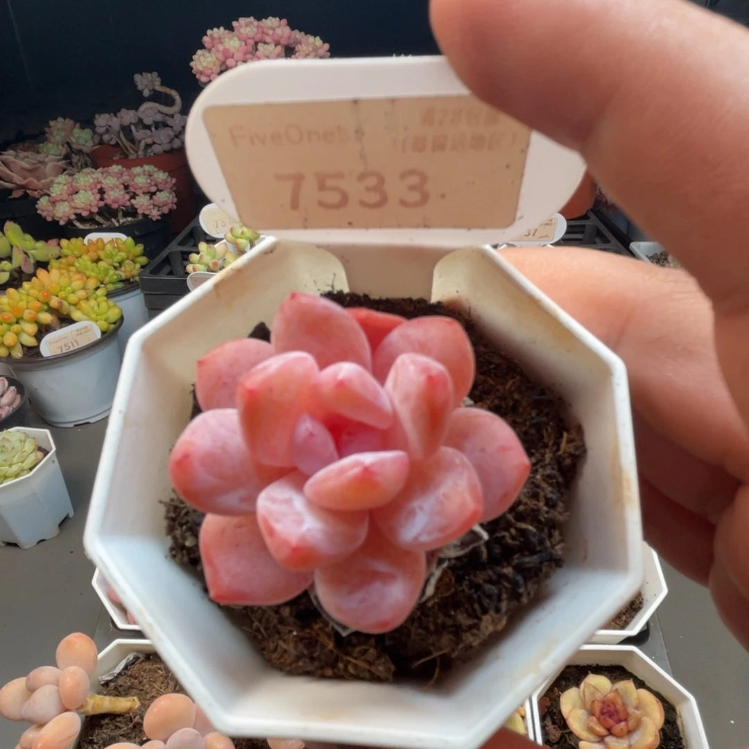 7533冰橙 3.0厘米