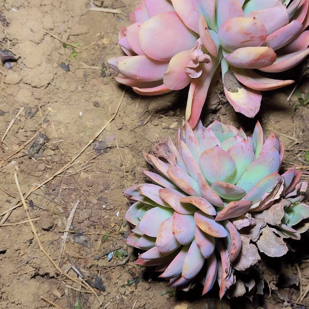 地栽绮罗多肉双头