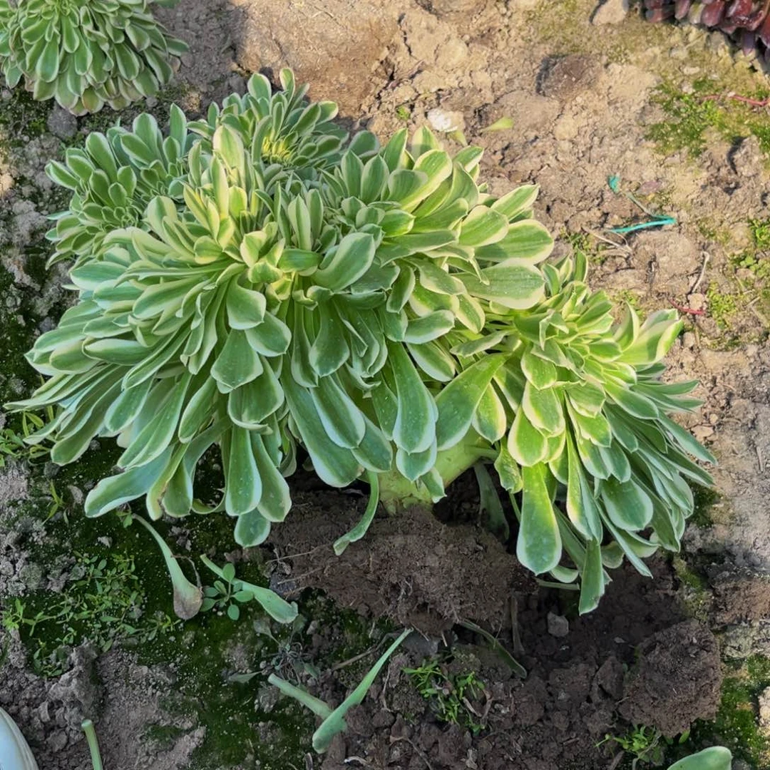 绿豆沙缀多肉植物捧花的