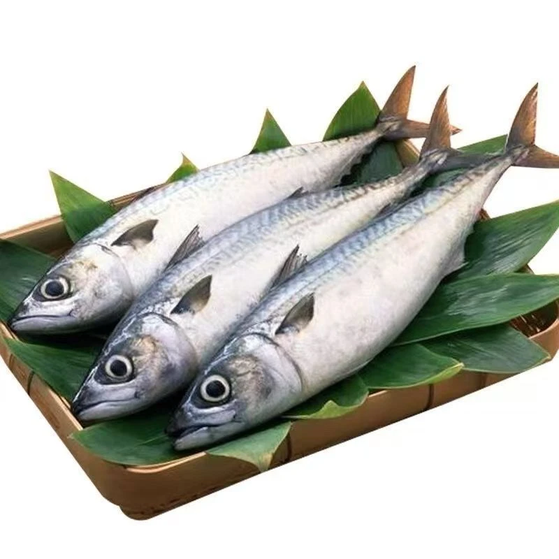 【刘掌柜专属】渤海湾鲐鲅鱼/青占鱼/偶有破皮易脱刺介意勿拍