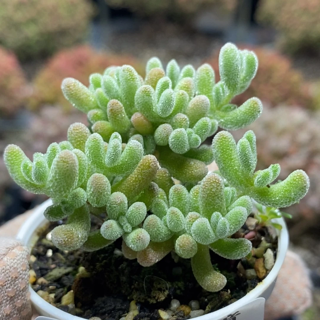 冰晶杂4968枝干番杏