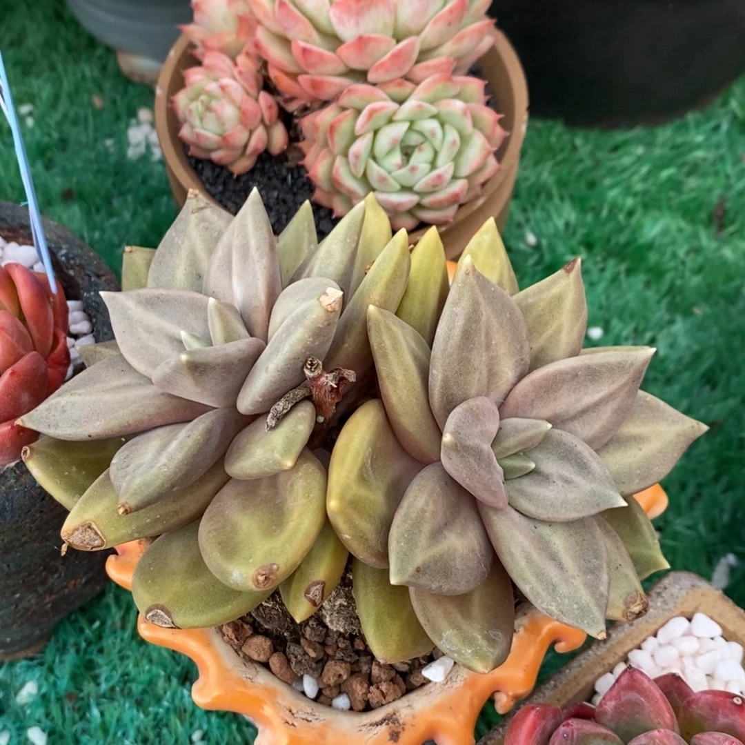 惜春多肉植物盆栽