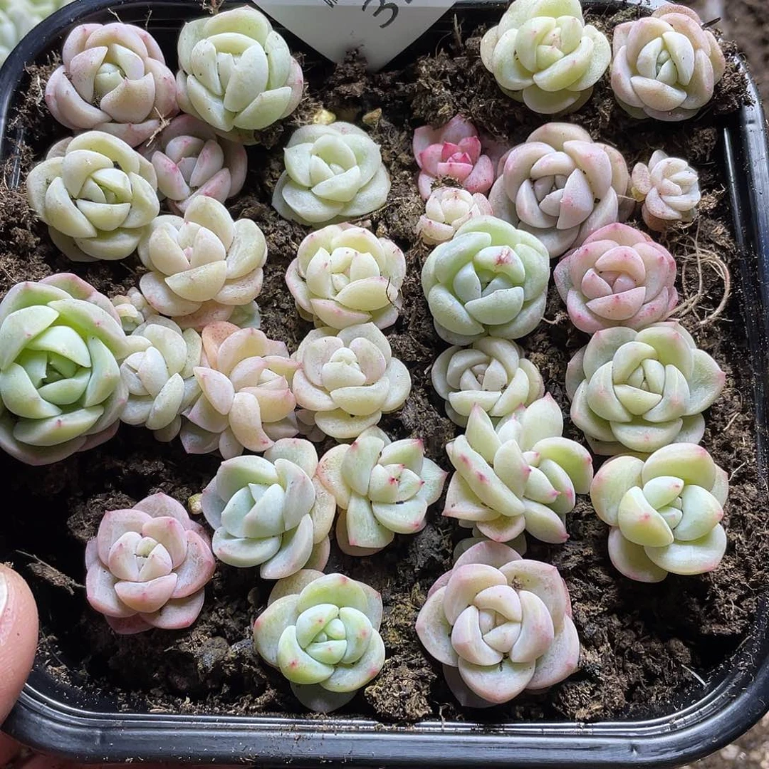 赛****g冰珍一物一拍321