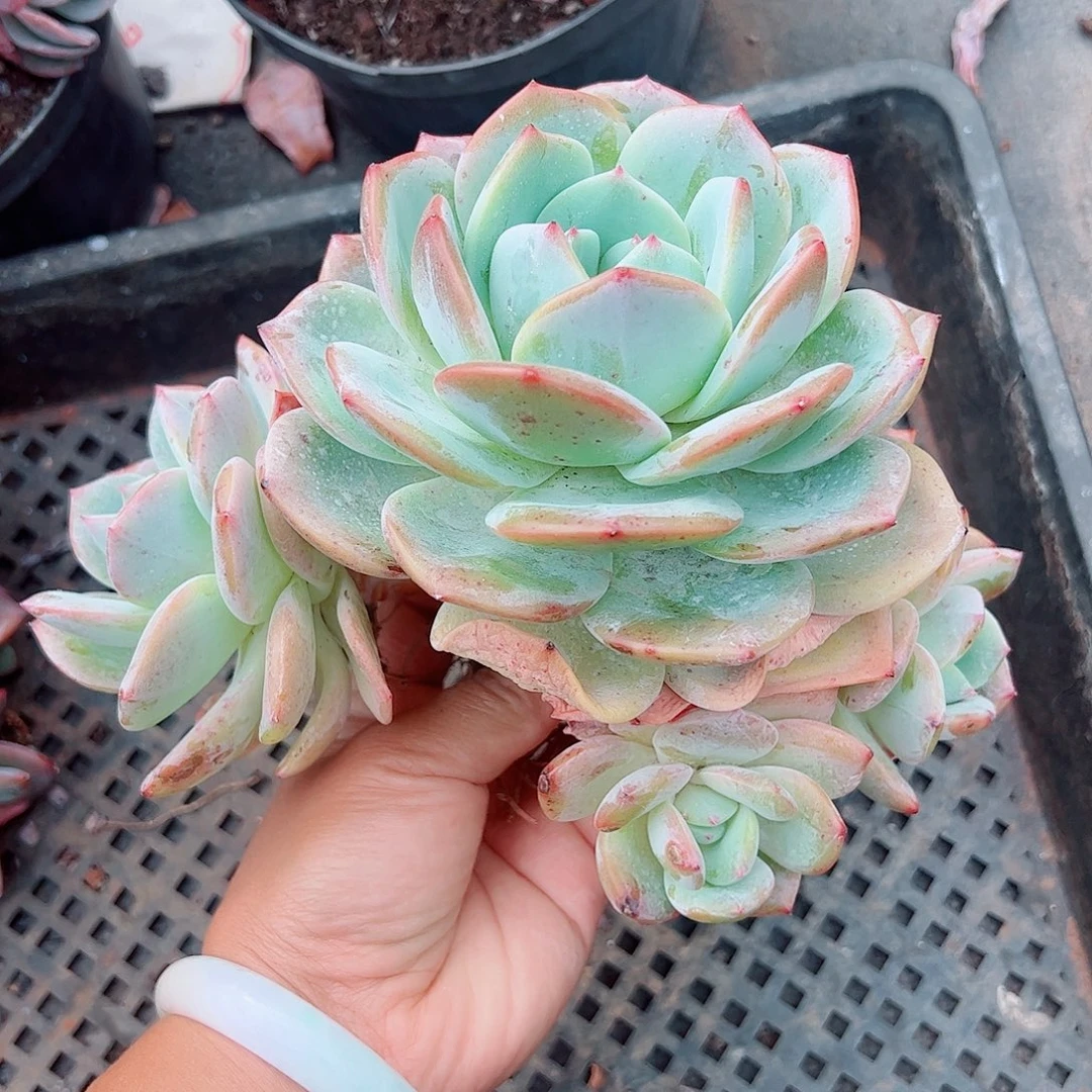 凤橙大群，一物一拍