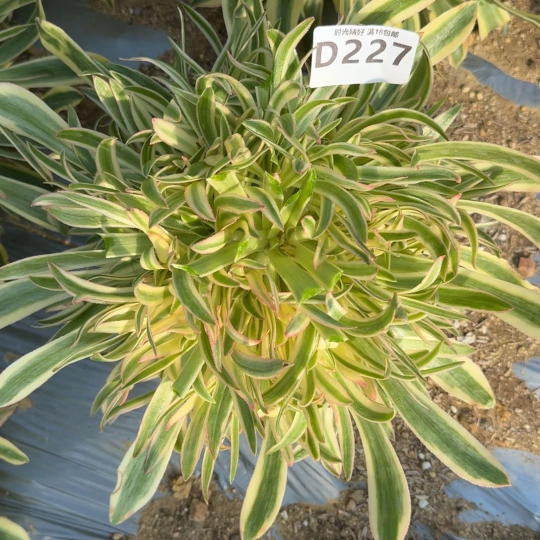 227夕颜多肉植物