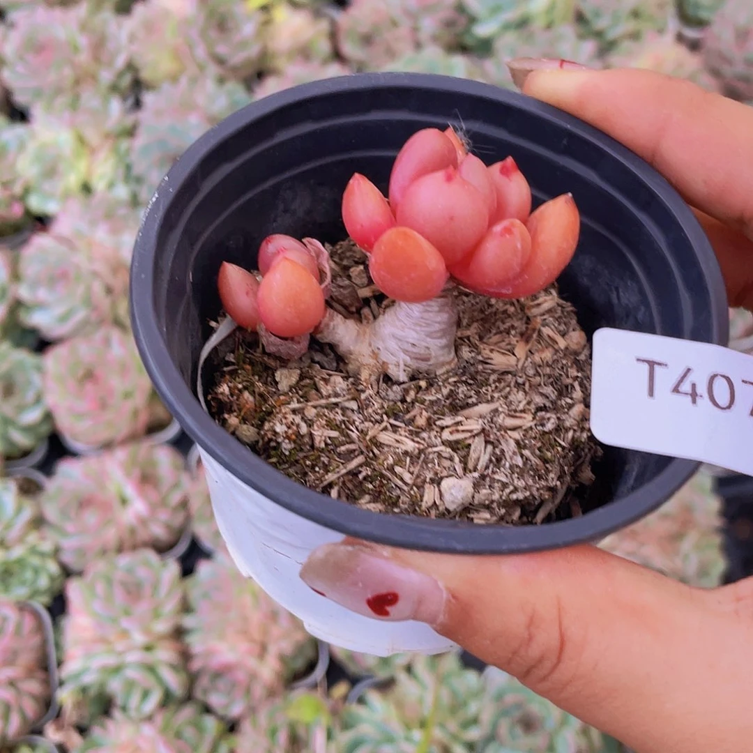 407。   桃花源。