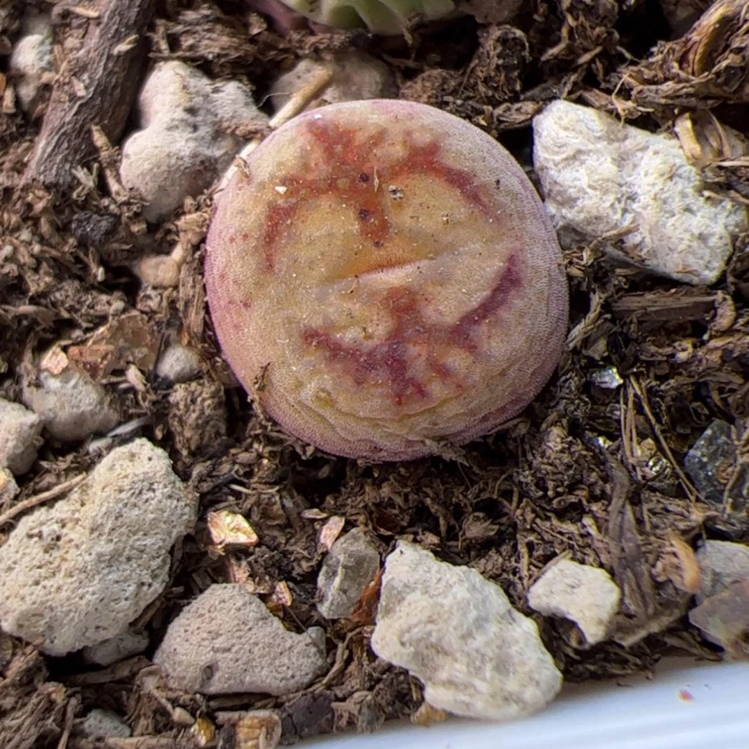 【闪购商品】000000015