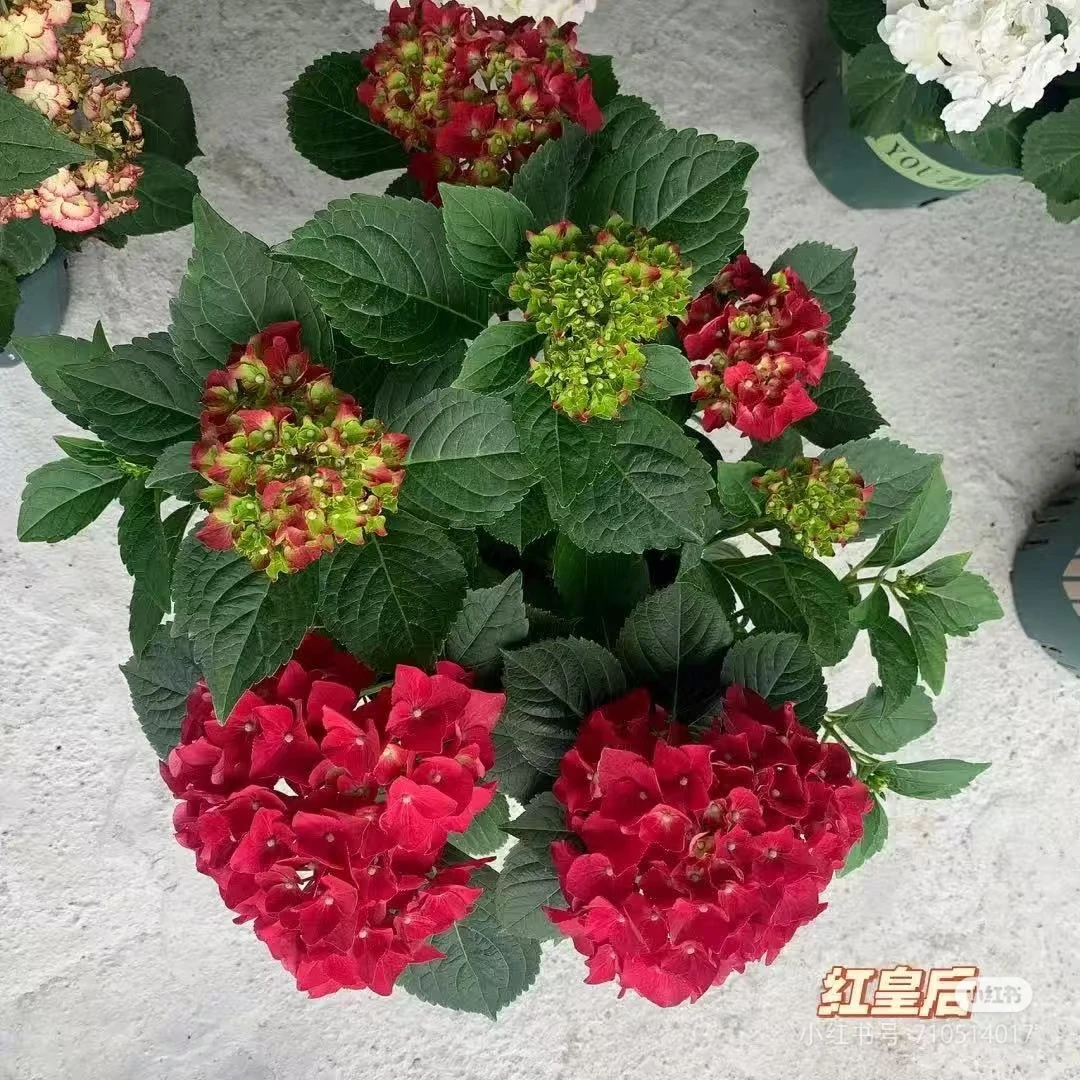 【红色皇后一加仑】新老枝开花 介意少量掉花苞断枝慎拍