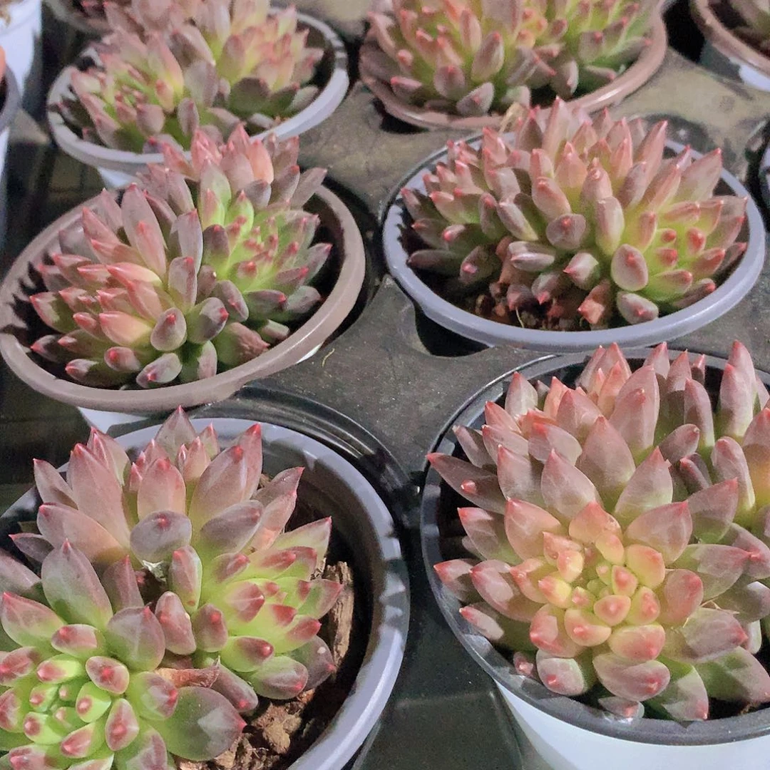 甲股文23456788990000