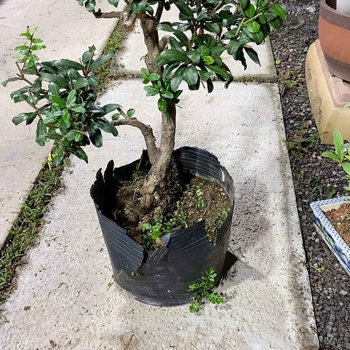 完全开放o****嘚开花