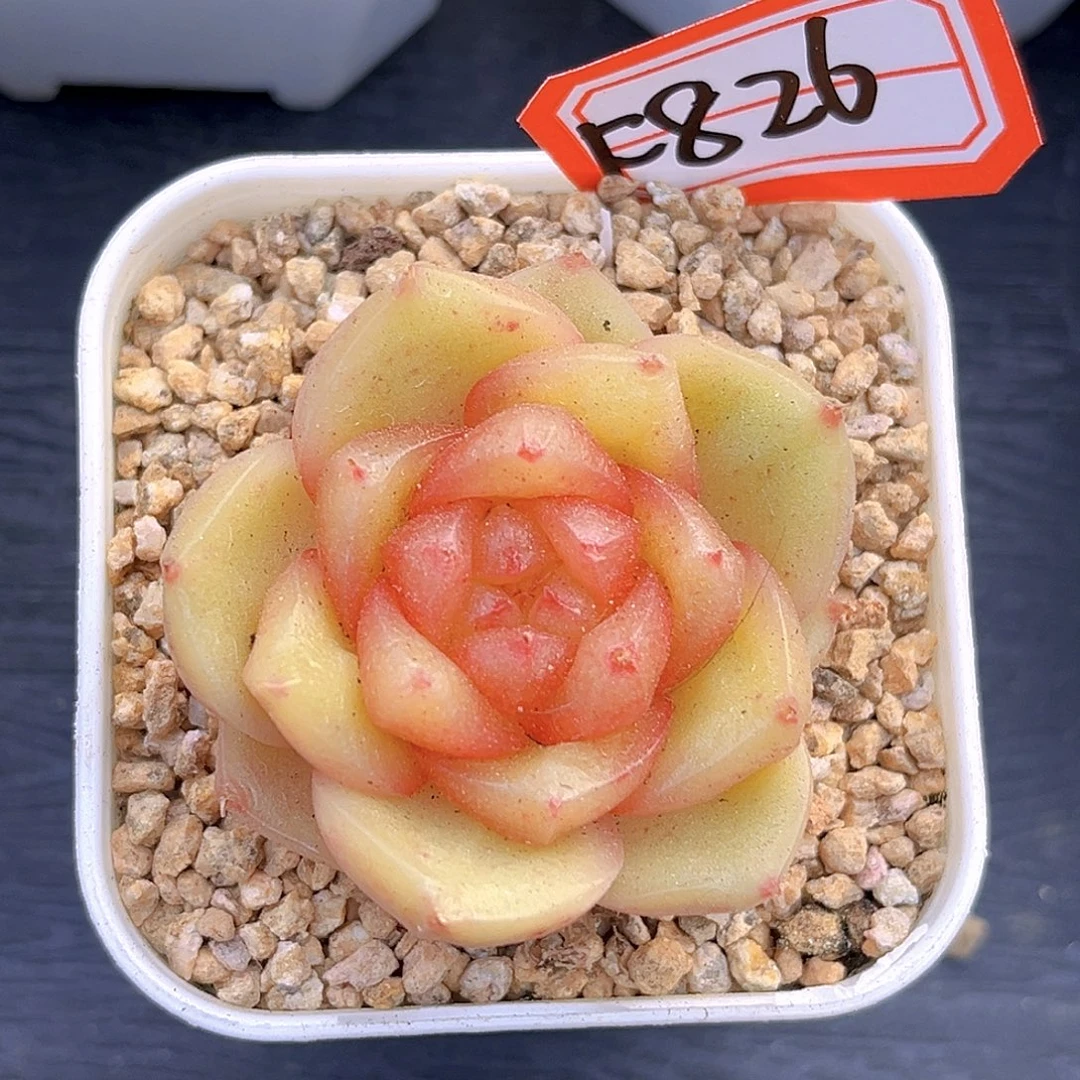 F826一物一拍 柠檬芭菲