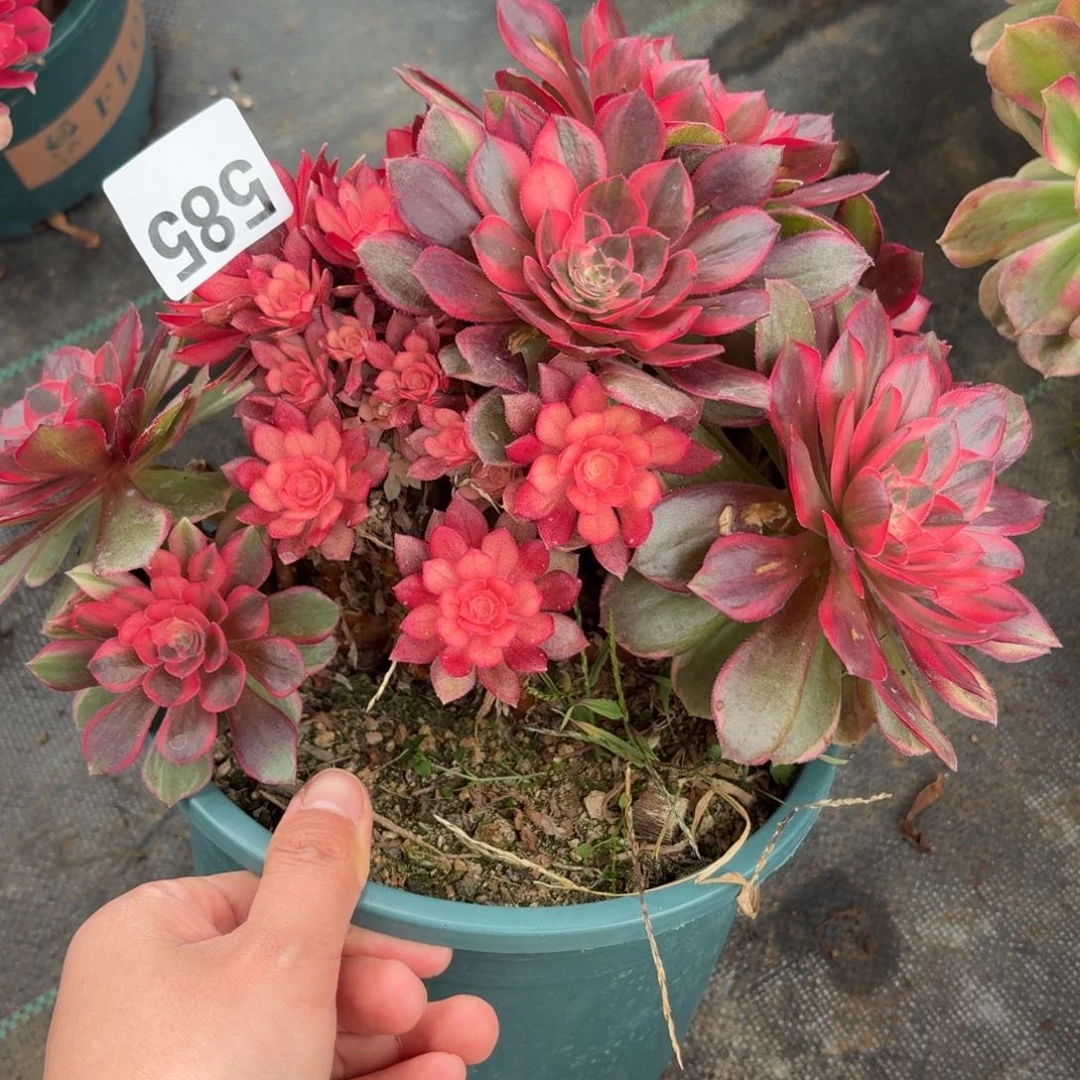 585黑膜锦多破体系与福利