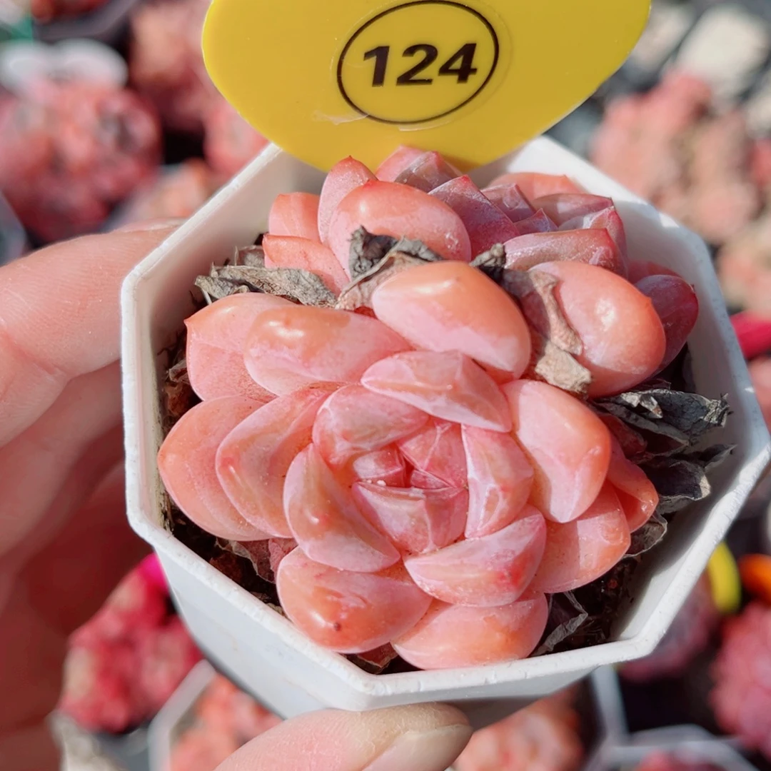 124号小老桩糖心双头