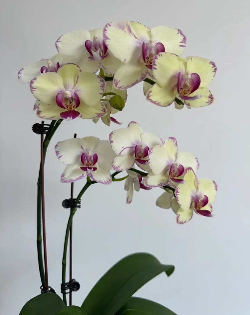 蝴蝶兰【绿闪电】单花剑 绿色带花苞 室内花花 广州基地直发