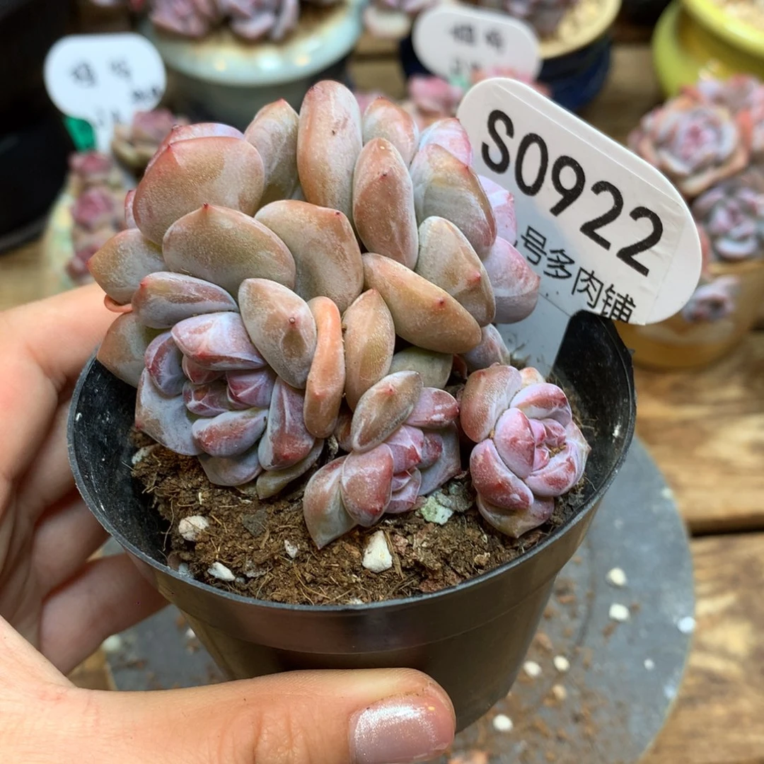 S0922 突尼斯星影 模特同款