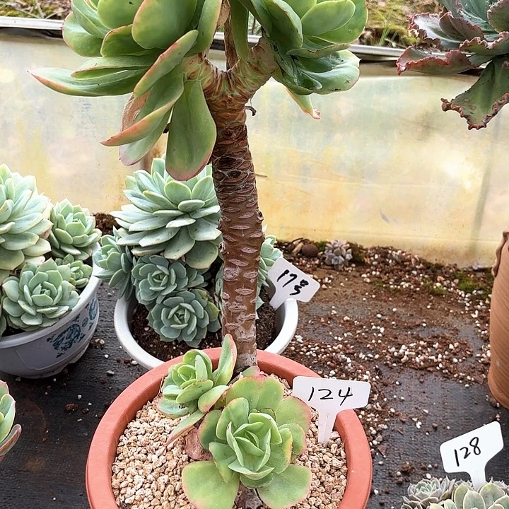 多肉植物，鸡蛋碧桃124号