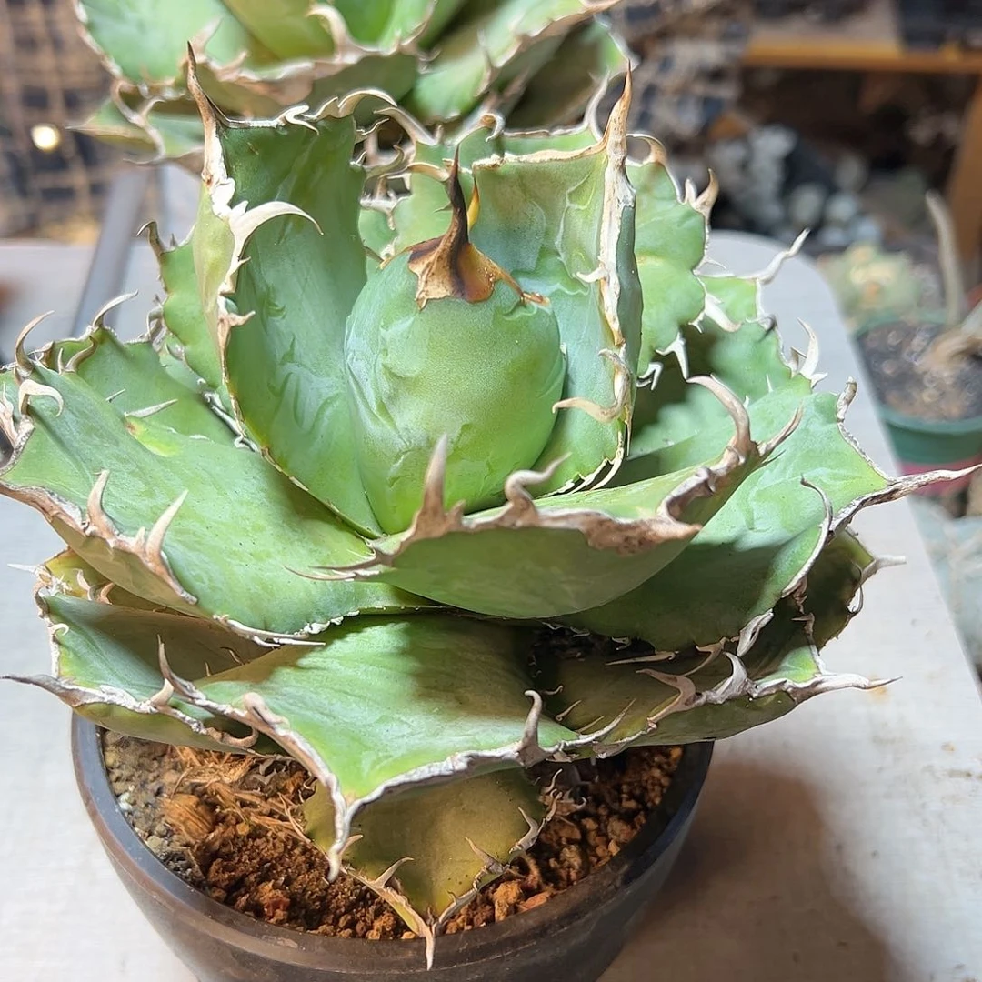 大白鲸19公分1颗