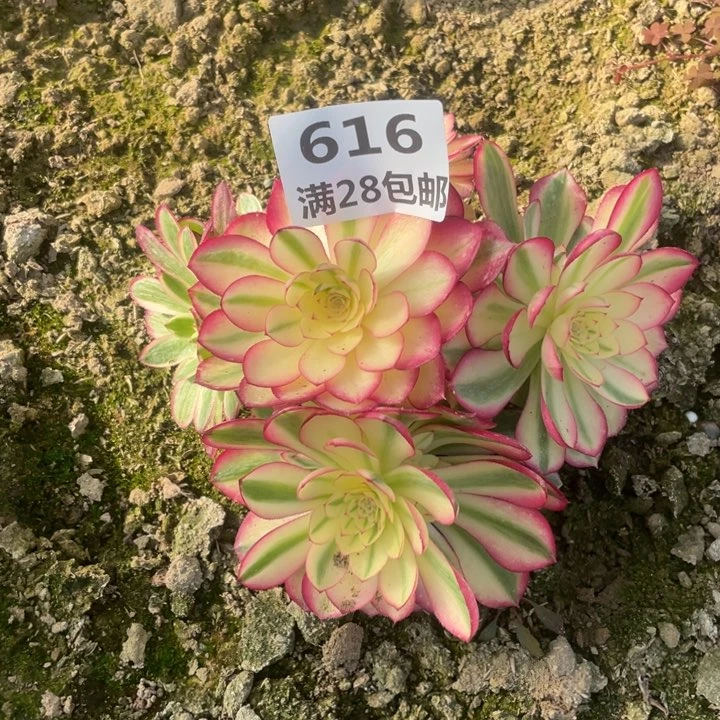 兰616二号棚倾城多肉