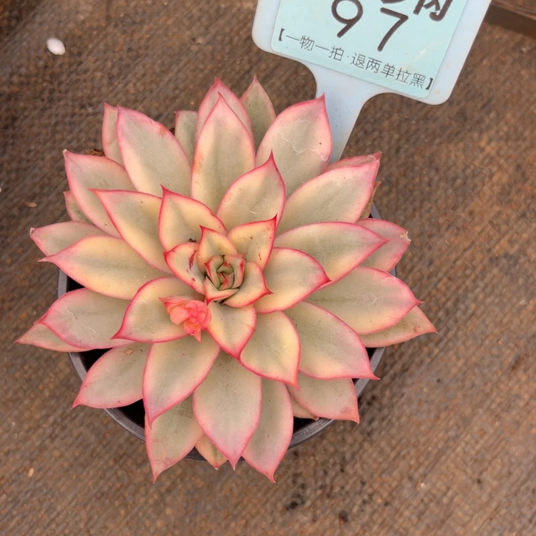 云尘多肉一物一拍97，