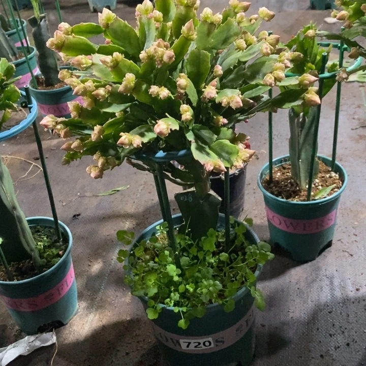 大部分花苞少量开放720嫁接028