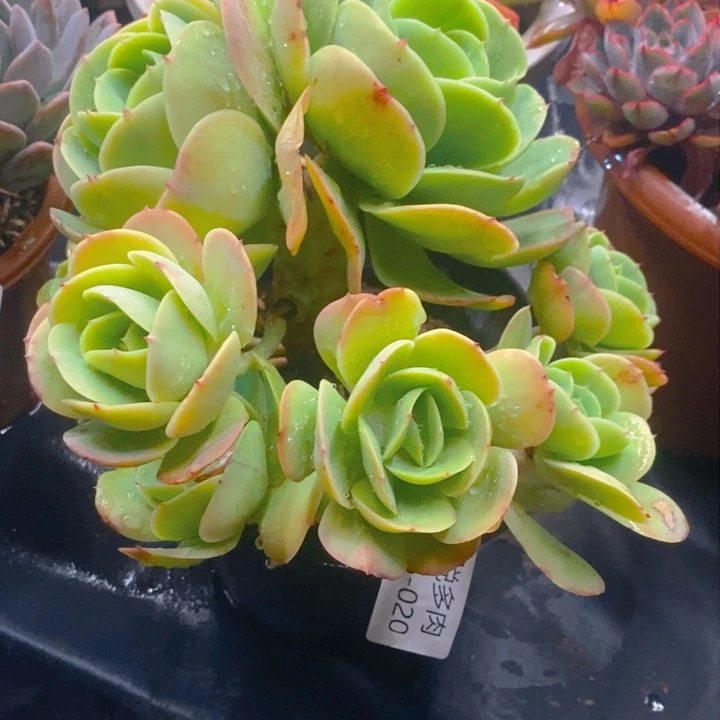 夏悦多肉0125-20碧桃