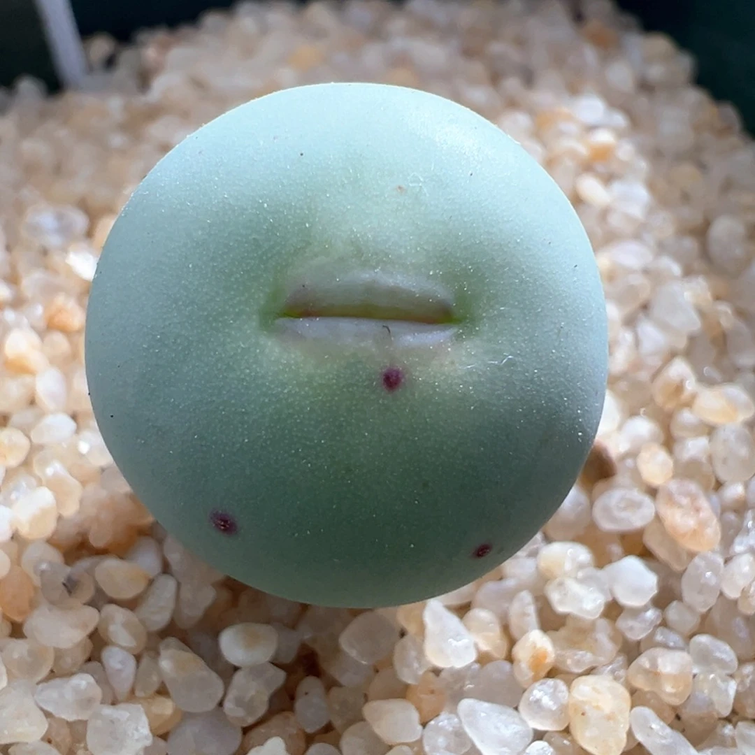 776优选pv1014大型嘴