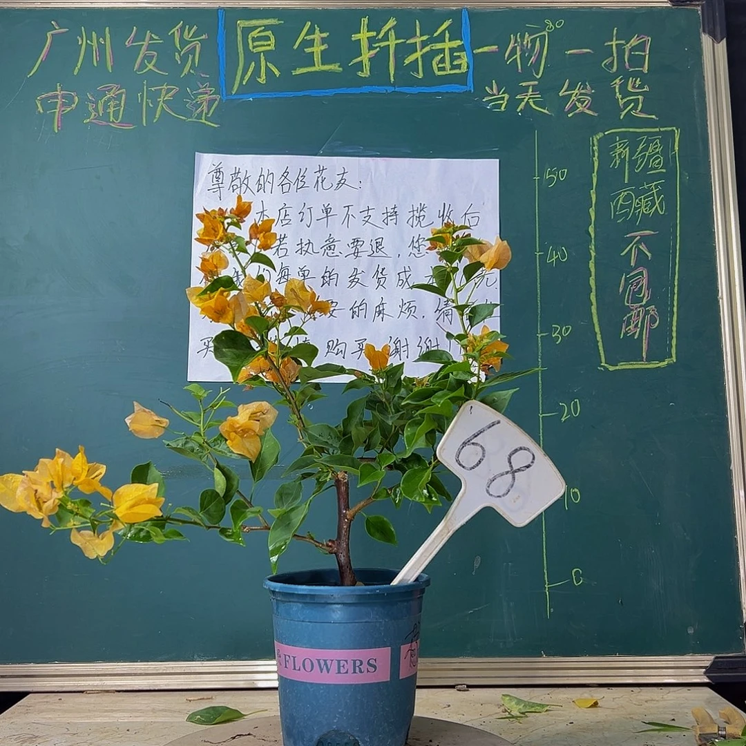 当前无花栽培后可以开花  柠檬黄  68