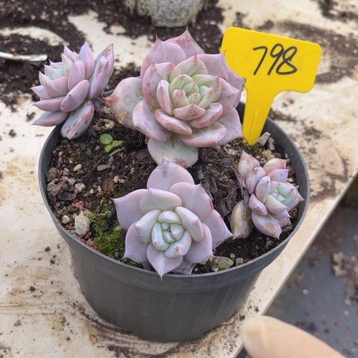 798不包整00000000000