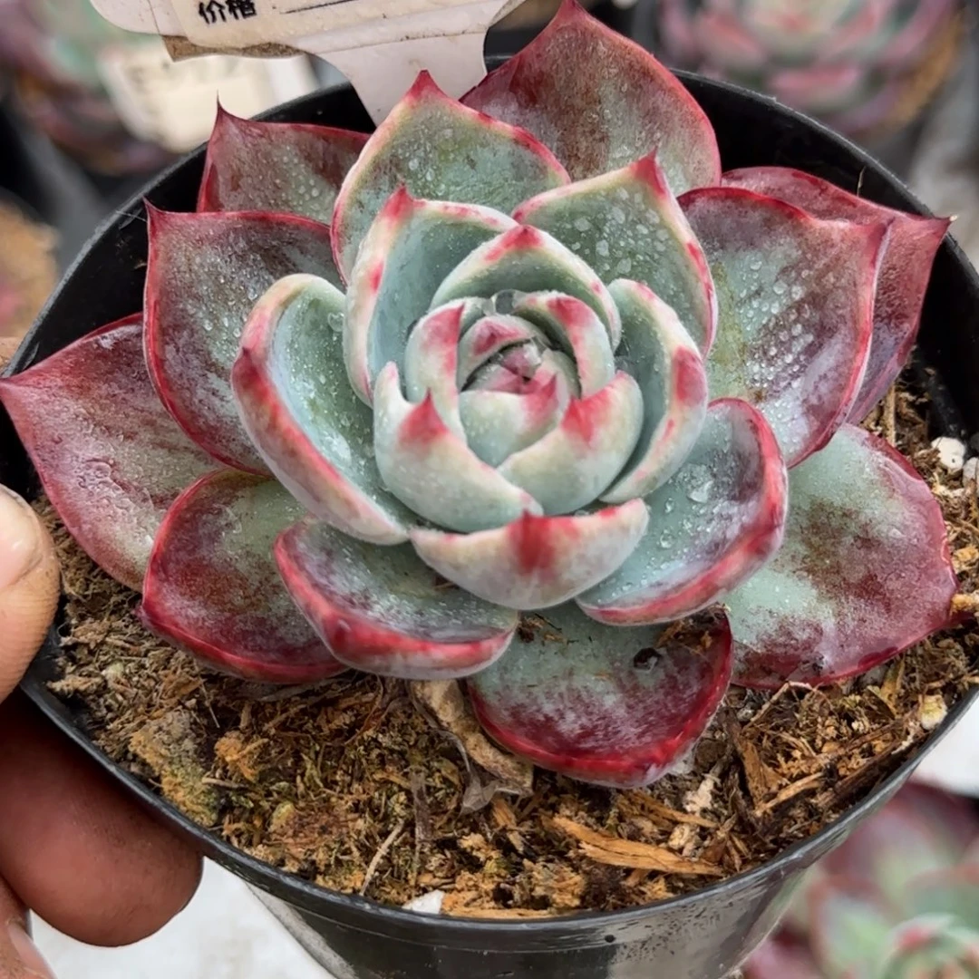 惊鸿一物一拍包装收缩花旱715