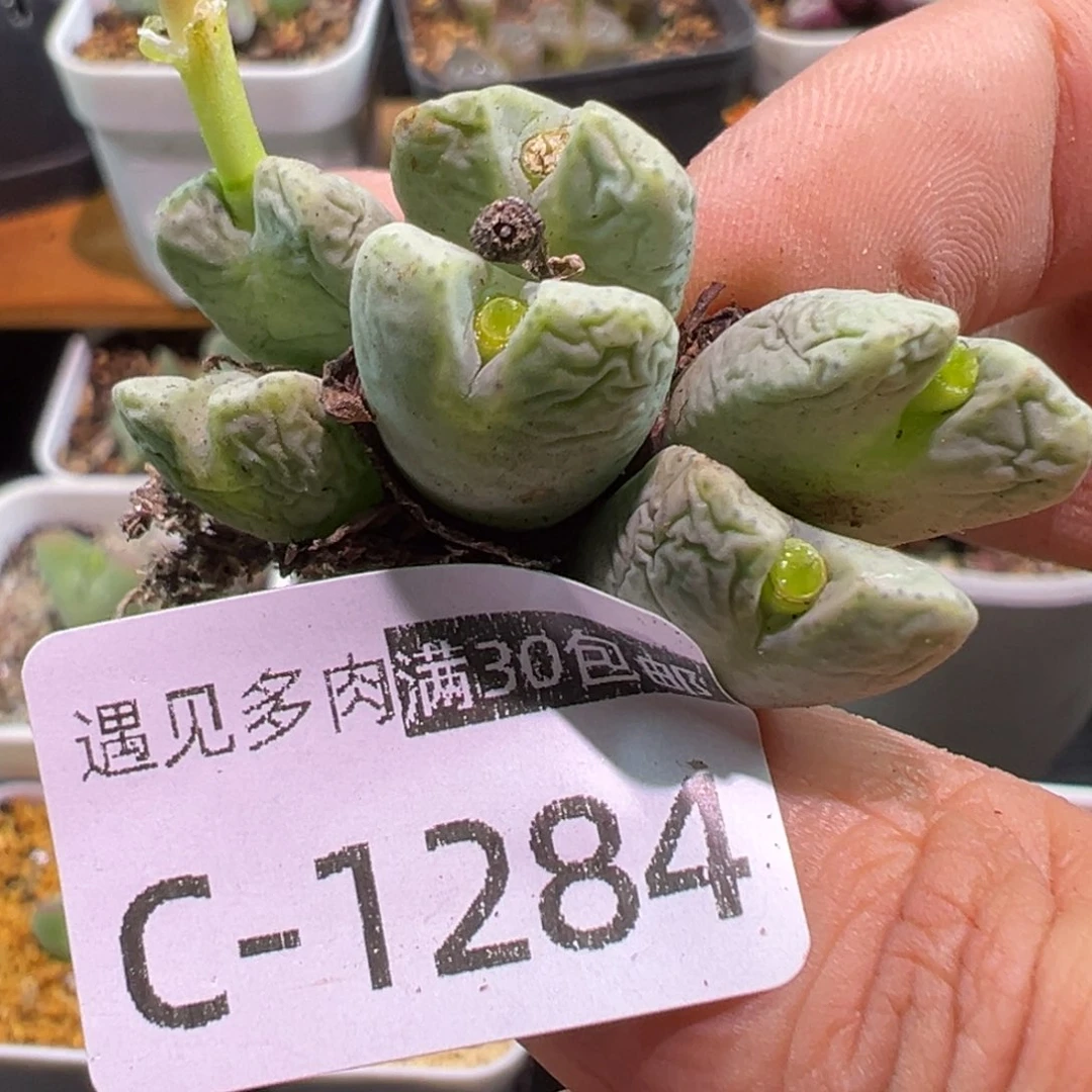 多肉植物1111111111111