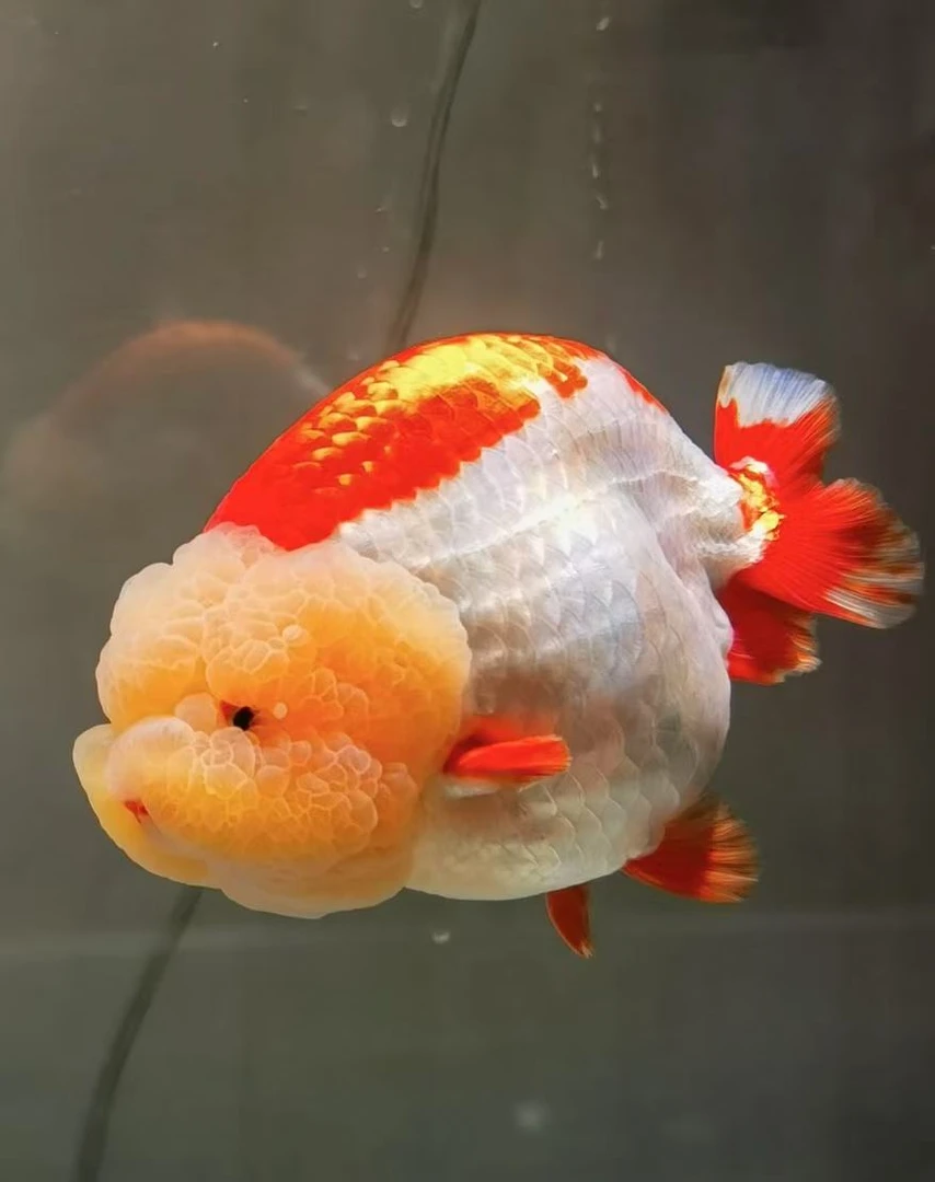 兰寿泰狮活体观赏鱼兰寿基地（直播间一鱼一拍）