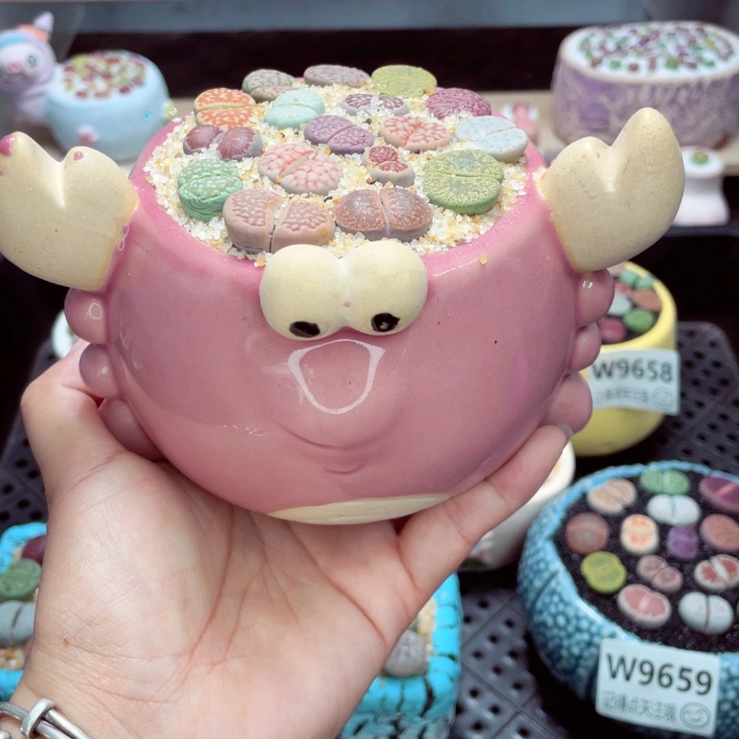 w9660 带盆土发货一物一拍