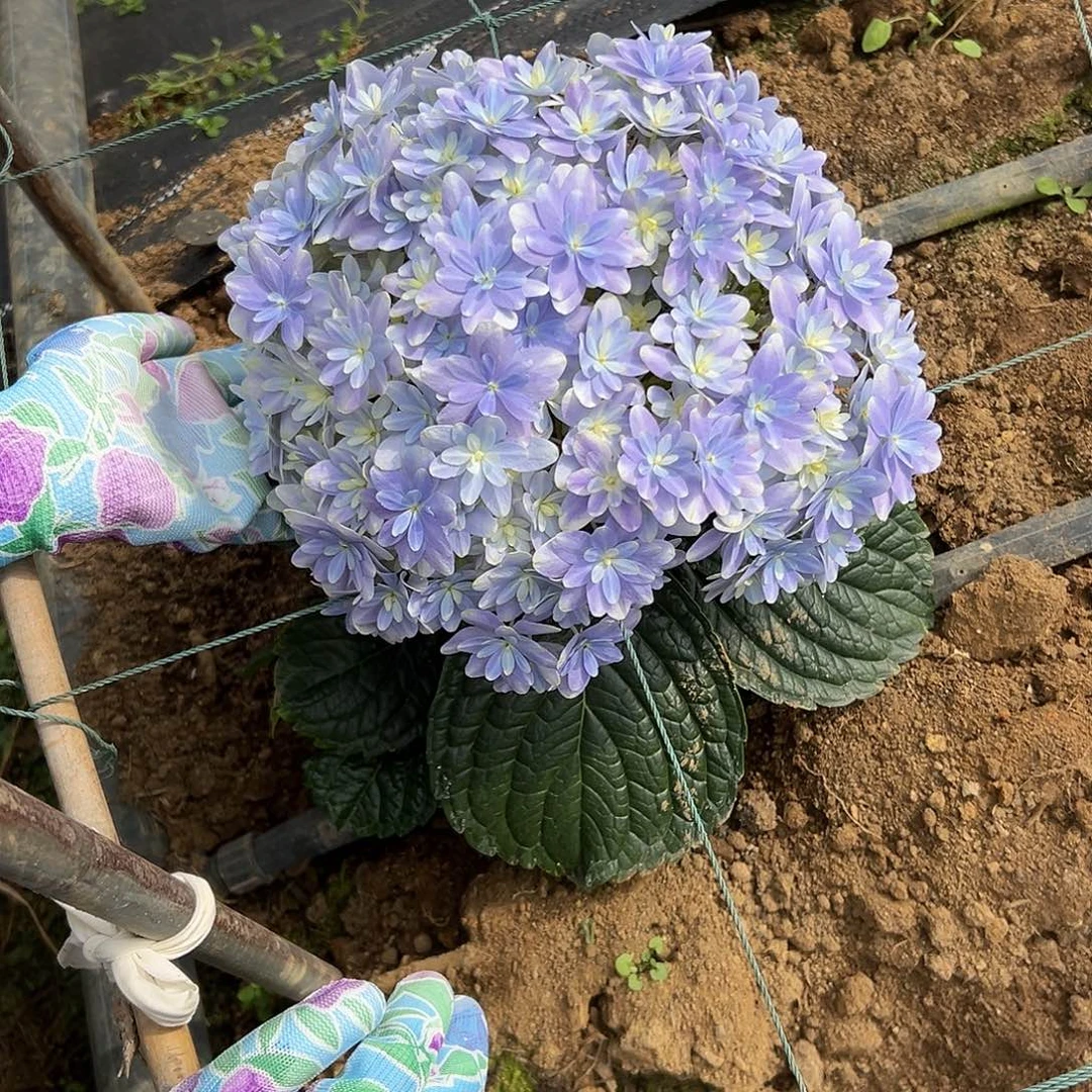 完全开放A8 绣球花两单包邮