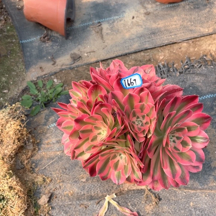 粉女巫1667法师多肉