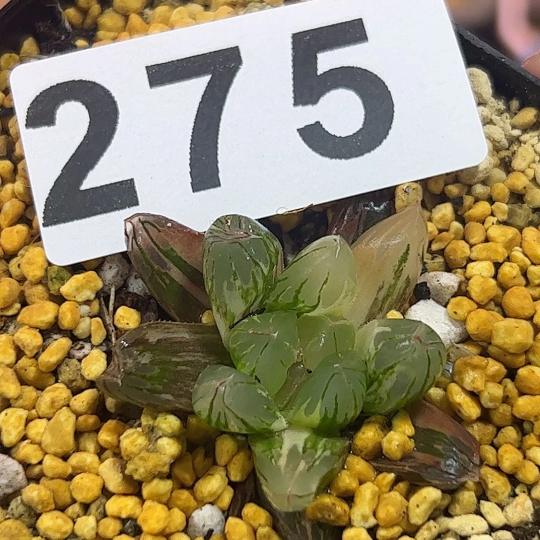 北极之恋锦十二卷多肉