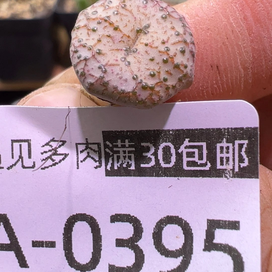 多肉植物11111111111