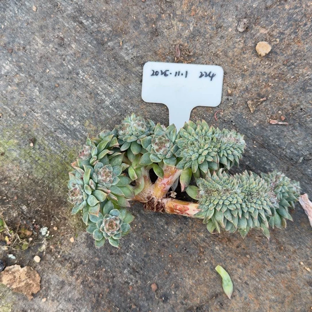 2025-11-1秘境冰魄缀化224