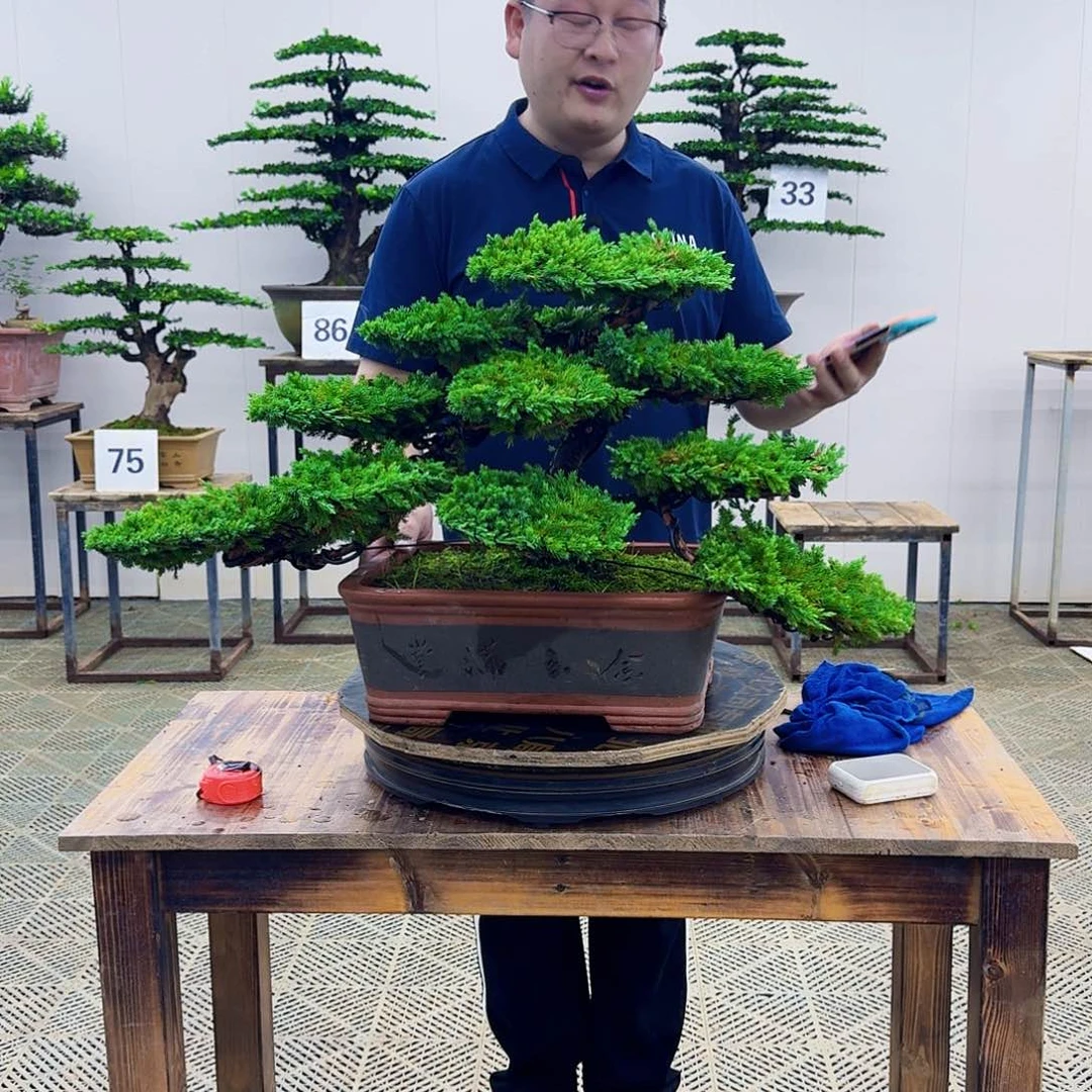 无花朵柏树造型盆景