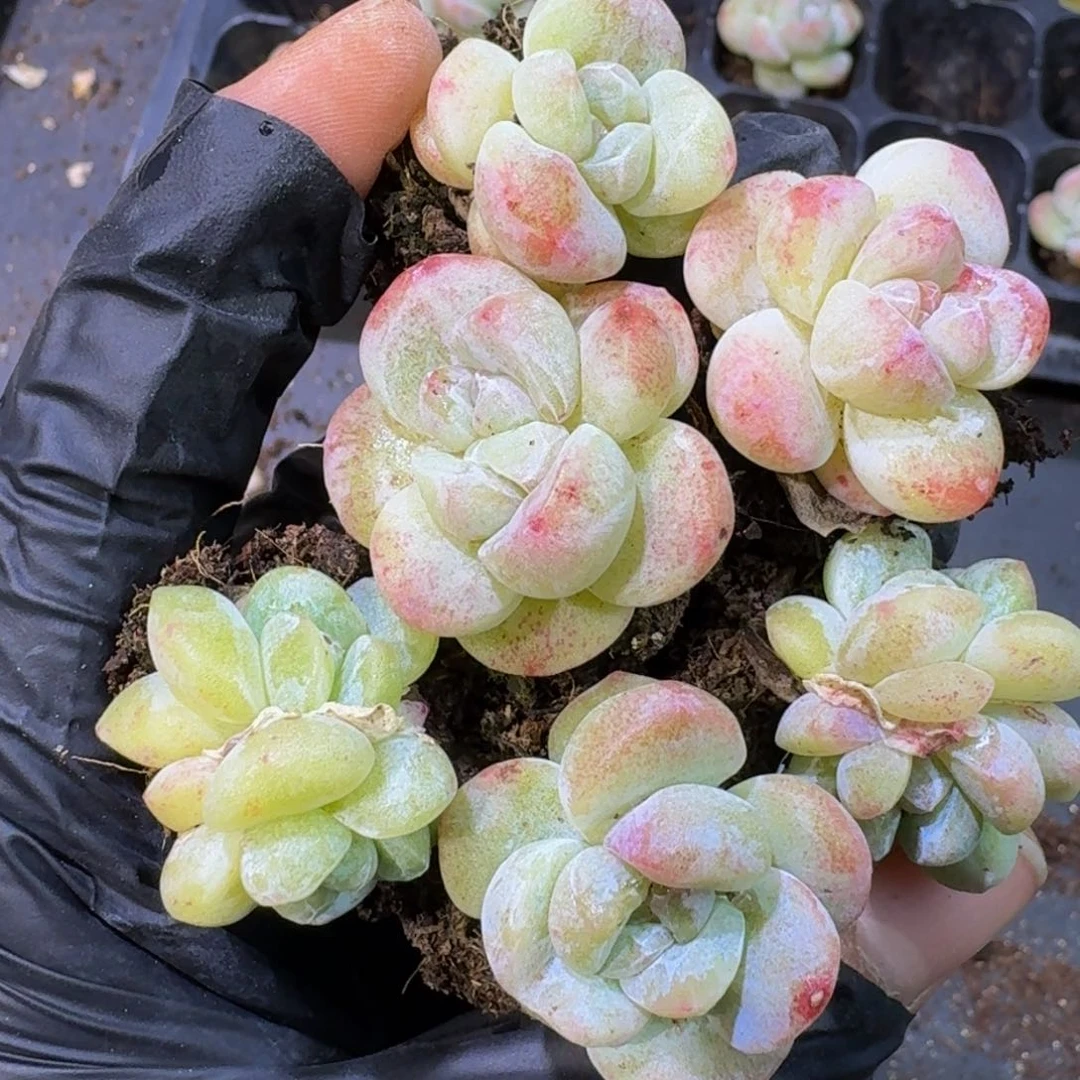 07冰玉石化拉丝锦到手3颗